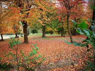 روایت تصویری از جنگل‌های هیرکانی مازندران در ساری