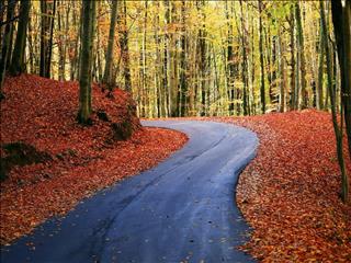 جاده های جنگلی هیرکانی