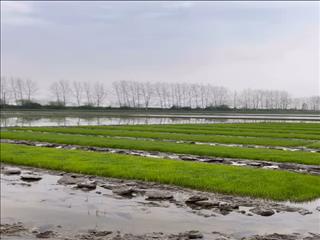 چالش های بسیار مهم و خطرناک کشت دوم برنج در مازندران